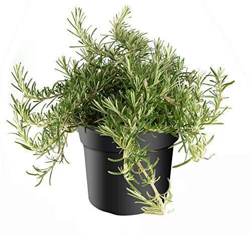 mgc24 Hängender Rosmarin, Rosmarinus prostratus, frische Gärtnerqualität, mediterran, Küchenkräuter im 14er Topf, winterhart, mehrjährig, perfekt für den Kräutergarten, 3 Pflanzen