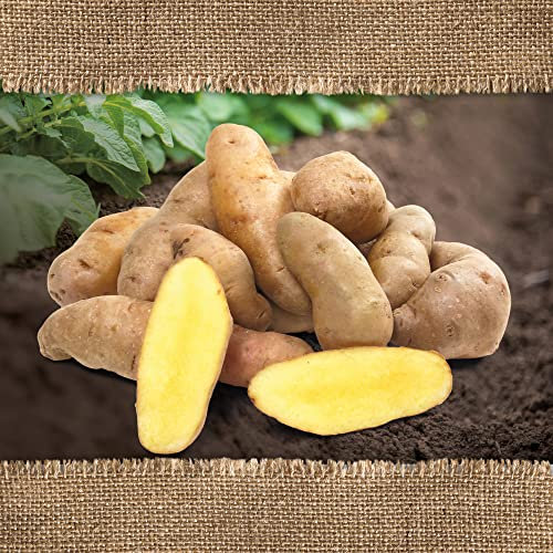 FLORTUS Gartenkartoffel Bamberger Hörnchen (festkochend) (BIO Gartenkartoffeln), Menge (Gramm, Kilogramm):1 kg