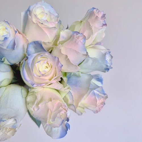 semi di rosa da piantare Aiuole rialzate per giardino, fiori da seme semi di rosa semi di bonsai, semi di piante d'appartamento semi biologici, piante perenni resistenti, fioriere 200pcs