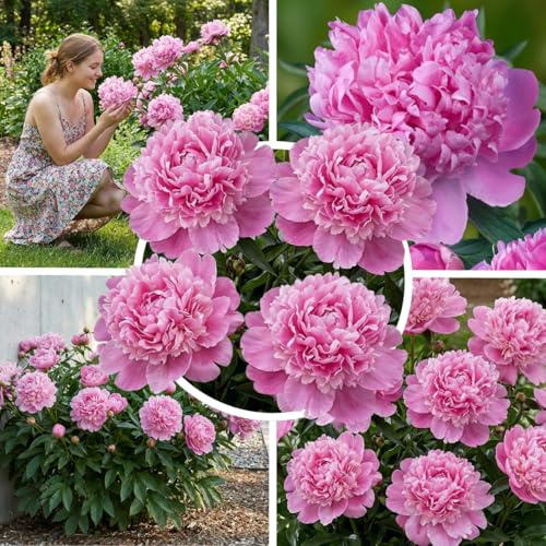 Pfingstrosen pflanzen Purple 1 Wurzel Winterhart Mehrjährig | Violette Päonie großblütig aus Holland, Sorte Purple Magic, stauden für Garten und Topf