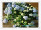 Grün: 100 blaue Hortensien Blumensamen Bonsai Baum brauchen fast keine Pflege