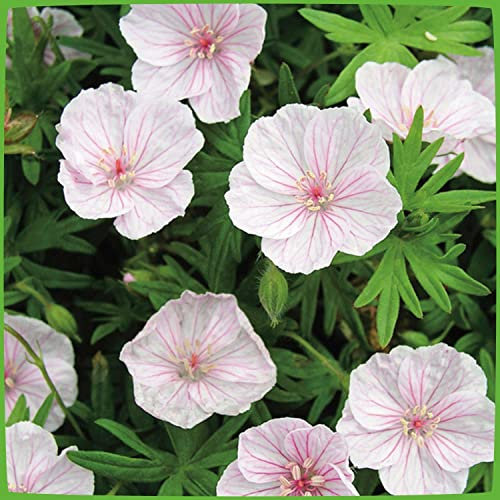 Storchschnabel 'Apfelblüte' (Geranium sanguineum) - 1 Pflanze