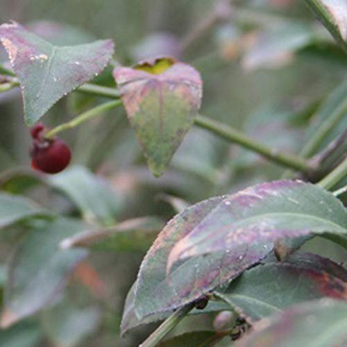 Euonymus Alatus 'Compactus'- Fusain ailé 'Compactus' 30-40 cm en conteneur