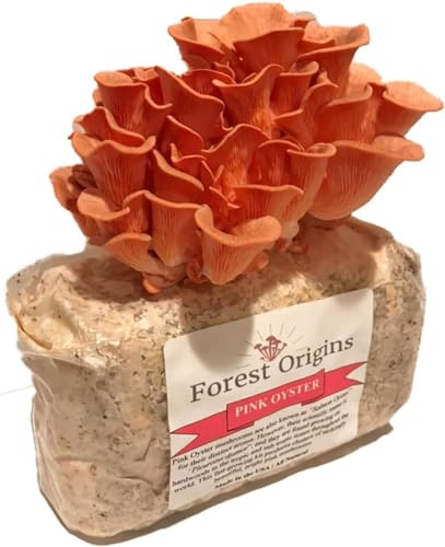 Pink Oyster Mushroom Farm – Kit de cultivo de setas – Kit de cultivo todo en uno para interiores – Seta exótica