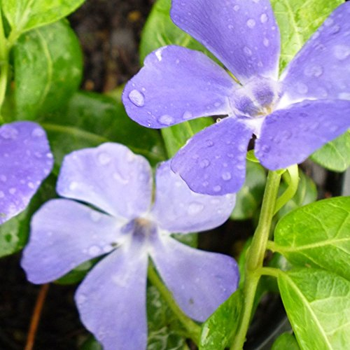 Vinca minor 'Bowles variety' Kleines Immergrüner Strauch winterhart | 9cm Topf