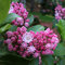 Saterkali Semillas de laurel de montaña, 50 piezas/bolsa Semillas de laurel de montaña Floración fresca Compacto Raro Kalmia Latifolia Semillas para parque semillas de kalmia latifolia