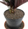 5Liter Grade 1mm-4mm Clay Pebbles, Hydroton or LECA-Lightweight Expanded Clay Aggregate, Heated Clay - used in hydroponic systems, aquaponics, and as a growing medium for plants.