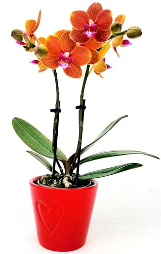 POWERS TO FLOWERS - ORCHIDEA PHALAENOPSIS ARANCIONE IN VASO CERAMICA CUORI, Pianta Vera
