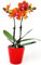 POWERS TO FLOWERS - ORCHIDEA PHALAENOPSIS ARANCIONE IN VASO CERAMICA CUORI, Pianta Vera