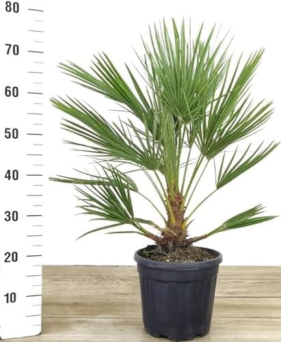 POWERS TO FLOWERS - CHAMAEROPS HUMILIS, PALMA SAN PIETRO, VASO 22cm ALTEZZ 60CM, pianta vera