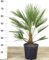 POWERS TO FLOWERS - CHAMAEROPS HUMILIS, PALMA SAN PIETRO, VASO 22cm ALTEZZ 60CM, pianta vera