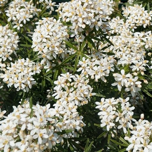 Plant Theory White Dazzler Mexican Orange Blossom Choisya x Dewitteana Shrub Plant 2L Pot