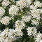 Plant Theory White Dazzler Mexican Orange Blossom Choisya x Dewitteana Shrub Plant 2L Pot