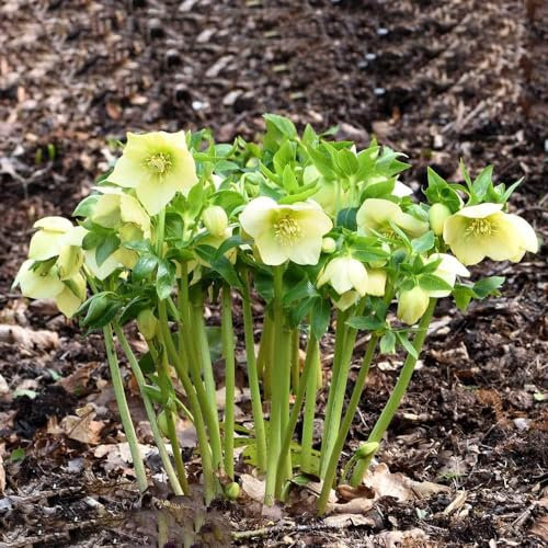 120 Pcs Christrosen Pflanzen Winterhart Samen, Christrose Samen, Blumendeko, Pflanzen Für Sonnige Plätze, Helleborus Thibetanus, Blumensamen Gastgeschenk, Stauden Winterhart Mehrjährig