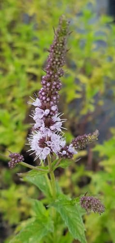 Mentha x 'Madagascar' / Menthe Madagascar/Conteneur de 2 à 2.9 litres/Aromatique