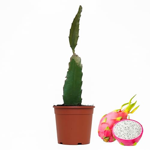 Pitaya Pianta in vaso 14 - Frutto del drago Hylocereus monacanthus (Polpa Bianca)