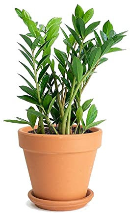 DECOALIVE Zamioculcas Zamiifolia con Maceta de Cerámica Planta de Interior Natural Zamioculca ZZ Plant