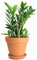 DECOALIVE Zamioculcas Zamiifolia con Maceta de Cerámica Planta de Interior Natural Zamioculca ZZ Plant