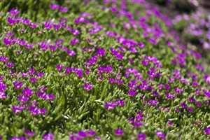 Coopers Mittagsblume Delosperma Cooperi Bodendecker Staude im Topf gewachsen