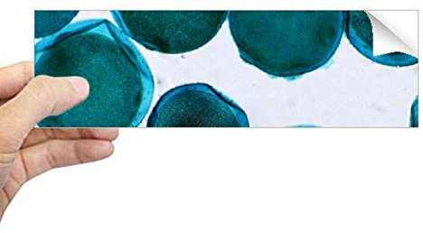 DIYthinker Blue Creature Cell Picture Pattern Rechteck Bumper Sticker Notebook Window Decal