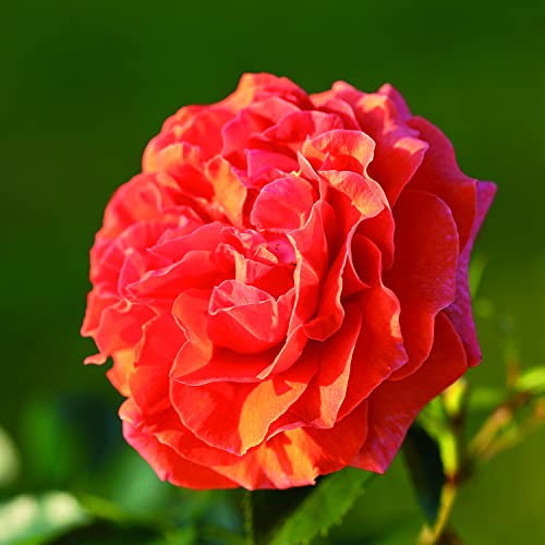 Naranga®, rosa viva Rose Barni®, rosa rampicante rifiorente in vaso con fiori grandi e doppi, color arancio vivo, cod 16062.