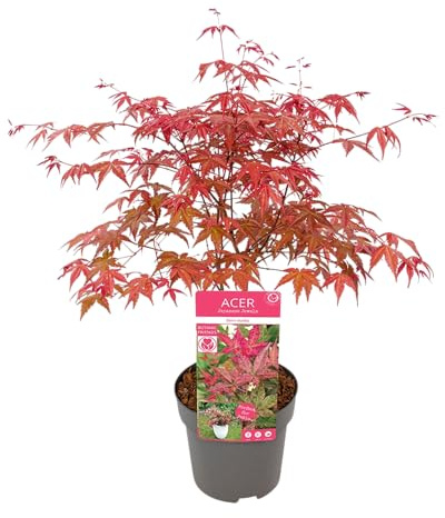 Acer palmatum Fächerahorn Japanischer Ahorn 50–70 cm Zierahorn für Garten und Terrasse 17cm Topf (1, 'Beni-maiko')
