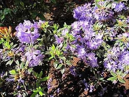 Rhododendron russatum Gletschernacht - Blaue Zwergalpenrose Gletschernacht 25-30cm