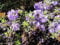 Rhododendron russatum Gletschernacht - Blaue Zwergalpenrose Gletschernacht 25-30cm