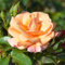 Bush Rose Summer Beauty - Compact Rose Bush with Orange Semi-Double Garden Roses - Classic Garden Plants Boasting Beautiful Outdoor Roses - Hardy Plants Outdoor Garden Ready (3 Litre Pot, 20-40cm)