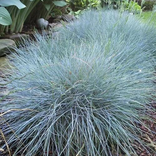 300 Pcs Blauschwingel Gras Winterhart Samen - Winterharte Kübelpflanzen (Festuca Glauca) Gartendeko Für Draußen Winterharte Pflanzen, Garten Geschenk Hochbeet Samen Ziergras Grünpflanzen