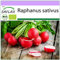SAFLAX - BIO - Radis - Cherry bell - 100 graines - Raphanus sativus