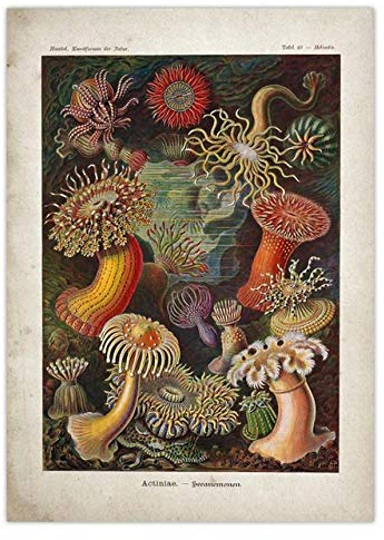 Bilder,Poster Kunstdrucke,Marine Quallen Seetang Vintage Poster Quallen Korallen Grünalgen Seeanemonen Spritzt Seestern Wandkunst, Poster Vintage Kunst,Gemälde - 30X40Cm