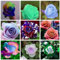 Gemischte Rosenknollen – Seltene Farben, winterhart & mehrjährig – Ideal als Schnittblumen, für Vasendeko und Gartenpracht – Pflegeleicht-5 zwiebel