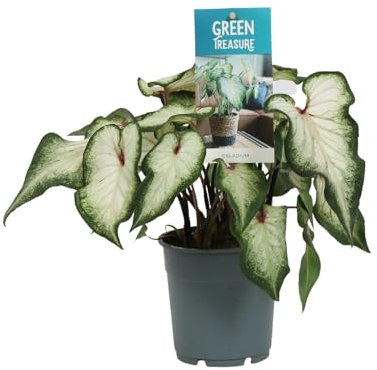 Kaladie - Caladium Weiß - Zimmerpflanze - Ø12cm - 25cm