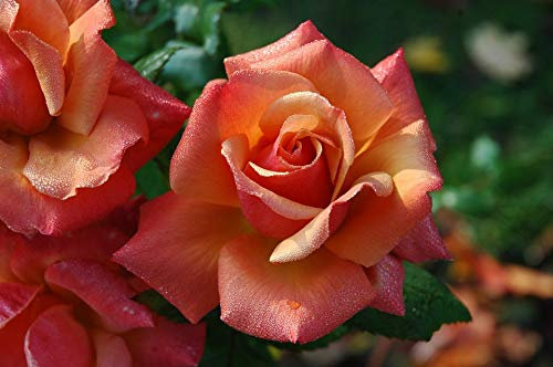 Remember Me Garden Rose Bush in 5.5L Pot (Live Plants)