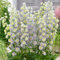 Delphinium Highlander Moonlight | Potted Larkspur Perennial Plants Garden Ready (15-25cm Incl. Pot)