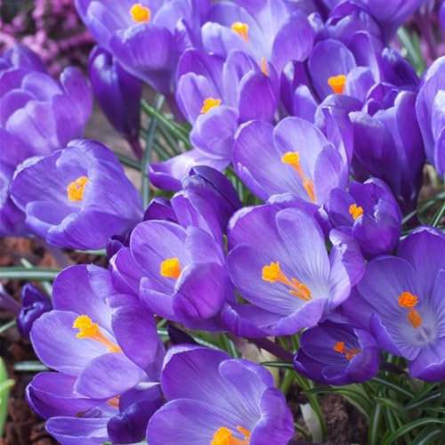 Plant in a Box - Crocus Ruby Giant - 100x Zwiebeln - Krokusse - Frühblüher Blumenzwiebeln Winterhart für Garten, Terras, Balkon