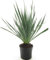 Winterharte Yucca Palmlilie - Yucca gloriosa - verschiedene Größen (60-80cm - Topf Ø 20cm) [6728]
