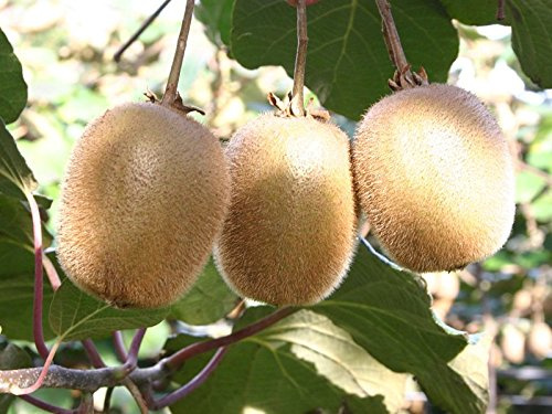 PERAGASHOP Kiwi ACTINIDIA Hayward 1 planta hembra pasta verde