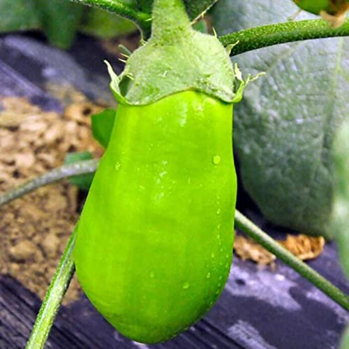 Haloppe 100 Unids Semillas de Verduras de Berenjena Verde para la Plantación de Huertos, Semillas de Berenjena Verde Semillas de Berenjena Fresca para Granja Semillas De Berenjena