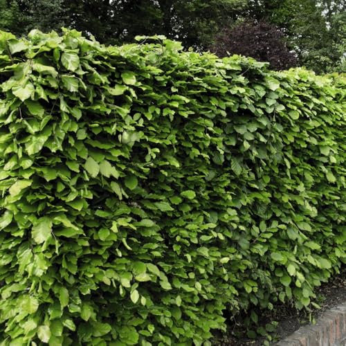 Green Beech Hedging (Fagus Sylvatica) - Magnificent Foliage for Privacy Screens | Autumn Copper Tones 4 Litre Pot x 1 by Thompson & Morgan