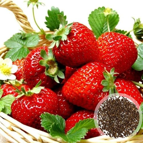 Graines de Fraise Grimpante Rouge – Strawberry Seeds for Planting, Graines de Fraisier Bio Non-OGM pour Jardin Potager (100 pièces)
