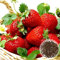 Graines de Fraise Grimpante Rouge – Strawberry Seeds for Planting, Graines de Fraisier Bio Non-OGM pour Jardin Potager (100 pièces)