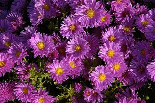 Aster dumosus 'Kassel' ca. 9x9 cm Topf - Kissen-Aster, violette Blüten, Blütezeit August-Oktober, ideal für Rabatten, bienenfreundlich, pflegeleicht