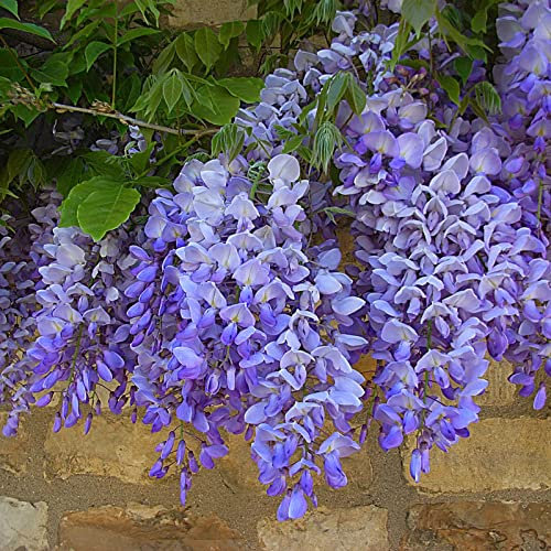 10 Pz Semi di Glicine Forte Vitalità Tollerante alla Siccità Facile Germinazione Glicine Semi di Fiori di Vite Facile da Coltivare Forniture da Giardino Viola