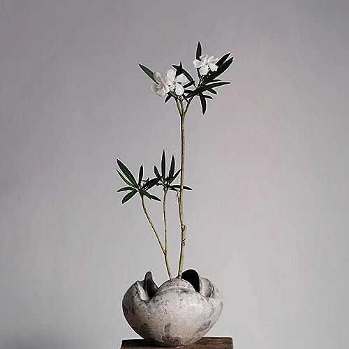 15 Stücke oleander samen, winterharte pflanzen für garten, (Nerium oleander) zimmerpflanzen samen blumenwiese samen wildblumensamen mehrjährig winterhart gartendeko für draußen, gärtner