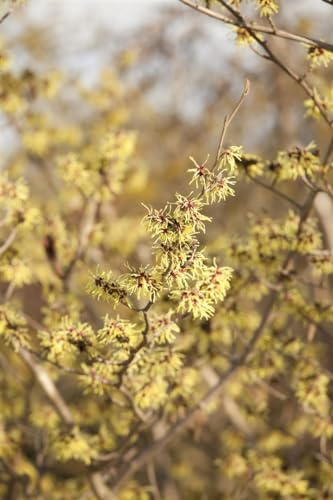 Virginische Zaubernuss 100-125 cm Topf Hamamelis virginiana winterhart | Hamamelis virginiana, sommergrün, aufrecht ausladender Wuchs, halbschattig bis sonnig, goldgelbe Herbstblüte
