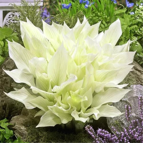 Hosta-Knollen Große, winterharte, wurzelnackte Stauden, ideal als Bodendecker in schattigen Bereichen. Selbst anbauen-4zwiebeln-E