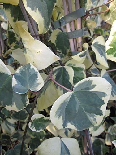 Hedera colchica Dentata Variegata - Kaukasischer Efeu Dentata Variegata 60-100