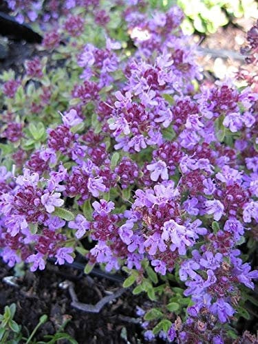 Thymus serpyllum Coccineus - Teppich-Thymian - Feld-Thymian - Stückzahl Rabatt 3er-Paket